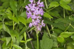 Greater Purple-fringed Orchid, Platanthera grandiflora