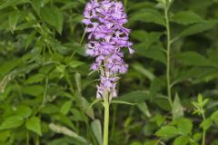 Greater Purple-fringed Orchid, Platanthera grandiflora