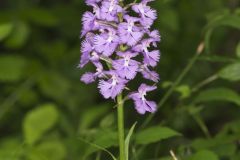 Greater Purple-fringed Orchid, Platanthera grandiflora