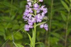 Greater Purple-fringed Orchid, Platanthera grandiflora