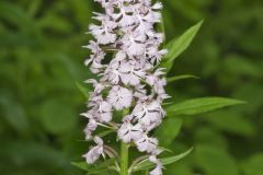 Greater Purple-fringed Orchid, Platanthera grandiflora