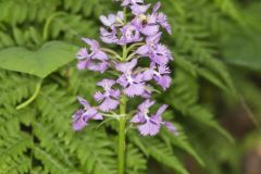 Greater Purple-fringed Orchid, Platanthera grandiflora