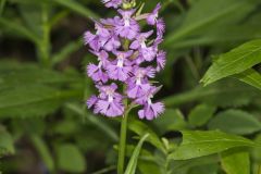 Greater Purple-fringed Orchid, Platanthera grandiflora