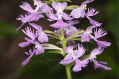 Greater Purple-fringed Orchid, Platanthera grandiflora