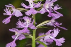 Greater Purple-fringed Orchid, Platanthera grandiflora