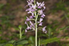 Greater Purple-fringed Orchid, Platanthera grandiflora