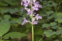 Greater Purple-fringed Orchid, Platanthera grandiflora