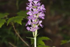 Greater Purple-fringed Orchid, Platanthera grandiflora