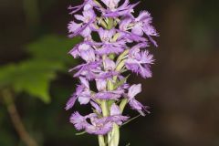 Greater Purple-fringed Orchid, Platanthera grandiflora