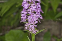 Greater Purple-fringed Orchid, Platanthera grandiflora