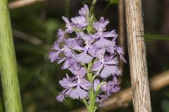 Greater Purple-fringed Orchid, Platanthera grandiflora