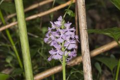 Greater Purple-fringed Orchid, Platanthera grandiflora