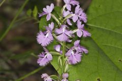 Greater Purple-fringed Orchid, Platanthera grandiflora