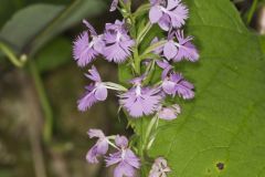 Greater Purple-fringed Orchid, Platanthera grandiflora