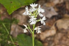 Greater Purple-fringed Orchid, Platanthera grandiflora