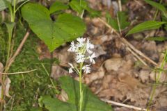 Greater Purple-fringed Orchid, Platanthera grandiflora