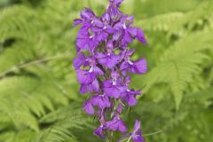 Greater Purple-fringed Orchid, Platanthera grandiflora