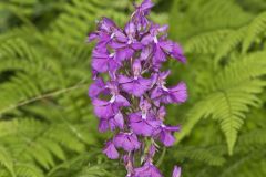 Greater Purple-fringed Orchid, Platanthera grandiflora