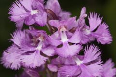 Greater Purple-fringed Orchid, Platanthera grandiflora