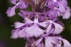 Greater Purple-fringed Orchid, Platanthera grandiflora