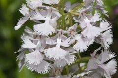 Greater Purple-fringed Orchid, Platanthera grandiflora