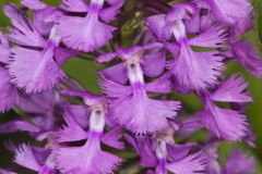 Greater Purple-fringed Orchid, Platanthera grandiflora