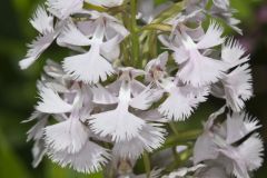 Greater Purple-fringed Orchid, Platanthera grandiflora