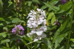 Greater Purple-fringed Orchid, Platanthera grandiflora