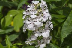 Greater Purple-fringed Orchid, Platanthera grandiflora