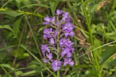 Greater Purple-fringed Orchid, Platanthera grandiflora