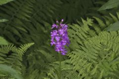 Greater Purple-fringed Orchid, Platanthera grandiflora