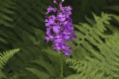 Greater Purple-fringed Orchid, Platanthera grandiflora