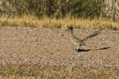 Greater Roadrunner, Geococcyx californianus