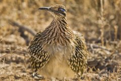 Greater Roadrunner, Geococcyx californianus