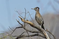 Greater Roadrunner, Geococcyx californianus