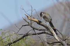 Greater Roadrunner, Geococcyx californianus