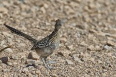 Greater Roadrunner, Geococcyx californianus