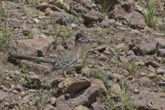 Greater Roadrunner, Geococcyx californianus