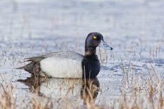 Greater Scaup, Aythya marila