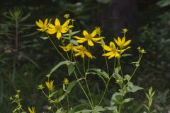 Greater Tickseed, Coreopsis major