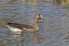 Greater White-fronted Goose, Anser albifrons
