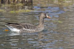 Greater White-fronted Goose, Anser albifrons