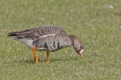 Greater White-fronted Goose, Anser albifrons