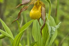 Greater Yellow Lady's Slipper, Cypripedium parviflorum var. pubescens