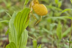 Greater Yellow Lady's Slipper, Cypripedium parviflorum var. pubescens