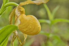 Greater Yellow Lady's Slipper, Cypripedium parviflorum var. pubescens