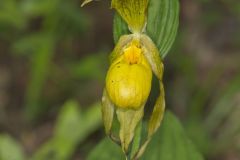 Greater Yellow Lady's Slipper, Cypripedium parviflorum var. pubescens