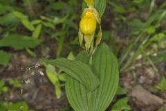 Greater Yellow Lady's Slipper, Cypripedium parviflorum var. pubescens