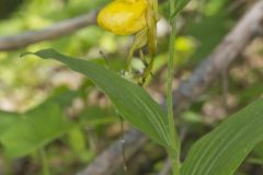 Greater Yellow Lady's Slipper, Cypripedium parviflorum var. pubescens