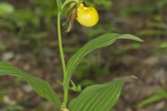 Greater Yellow Lady's Slipper, Cypripedium parviflorum var. pubescens